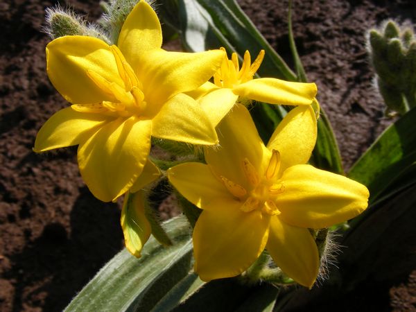 AFRICAN POTATO Hypoxis Hemerocallidea 