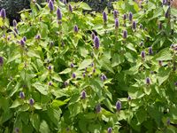 Agastache foeniculum