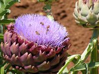 Cynara scolymus