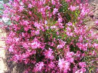 Gaura lindheimeri