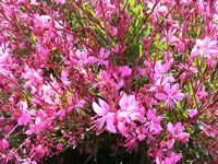 Gaura lindheimeri