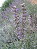 Lavandula x intermedia