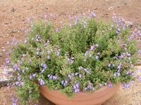 Salvia muirii Salvia muirii