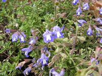 Salvia muirii Salvia muirii