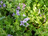 Mentha diemenica