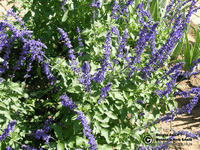Salvia leucantha x elegans Salvia leucantha x elegans