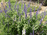 Salvia leucantha x elegans Salvia leucantha x elegans