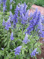 Salvia farinacea