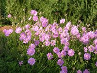 Scabiosa africana 