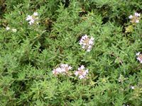 Thymus 'Fragrantissimus'
