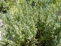 Thymus 'Fragrantissimus'
