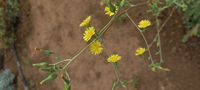 Lactuca virosa Lactuca virosa